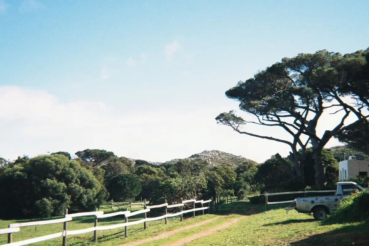 Two lane country road bordered by a white board fence and shade trees